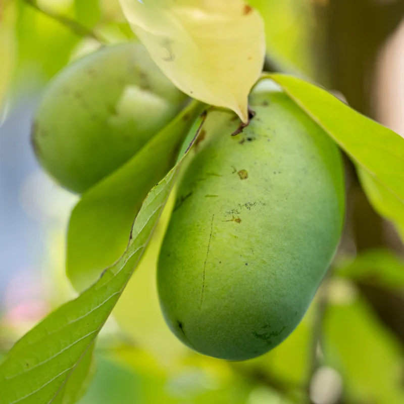 Batch 3 Pawpaw Trees Live Plants, Common Pawpaw Tree, Asimina Triloba Tree, 1 Year Old Well Rooted Pawpaw Tree