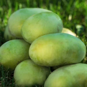 Batch 3 Pawpaw Trees Live Plants, Common Pawpaw Tree, Asimina Triloba Tree, 1 Year Old Well Rooted Pawpaw Tree