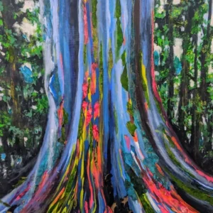 Large Eucalyptus Rainbow Live Tree Colorful Bark Sapling Seedling, 3 Year Old Tree, 48 to 70 Inc Tall, Very Well Rooted and Rare
