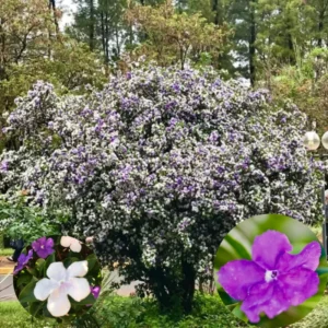 Yesterday Today Tomorrow Plant, Brunfelsia Plant, Yesterday Today Tomorrow Shrub, 6-10 Inc Tall Well Rooted, Flower Change From Blue to Purple White