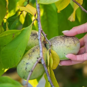 Batch 3 Pawpaw Trees Live Plants, Common Pawpaw Tree, Asimina Triloba Tree, 1 Year Old Well Rooted Pawpaw Tree