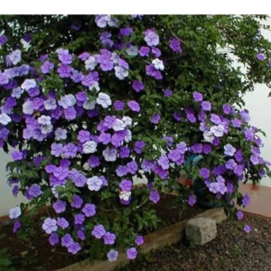 Yesterday Today Tomorrow Plant, Brunfelsia Plant, Yesterday Today Tomorrow Shrub, 6-10 Inc Tall Well Rooted, Flower Change From Blue to Purple White