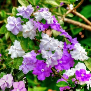Yesterday Today Tomorrow Plant, Brunfelsia Plant, Yesterday Today Tomorrow Shrub, 6-10 Inc Tall Well Rooted, Flower Change From Blue to Purple White