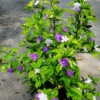 Brunfelsia Plant, Yesterday Today Tomorrow Plant, Yesterday Today Tomorrow Bush Tree, 5-10 Inc Tall Well Rooted, Blue to Purple White Flower Blooms