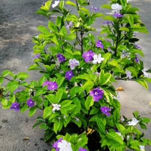 Brunfelsia Plant, Yesterday Today Tomorrow Plant, Yesterday Today Tomorrow Bush Tree, 5-10 Inc Tall Well Rooted, Blue to Purple White Flower Blooms
