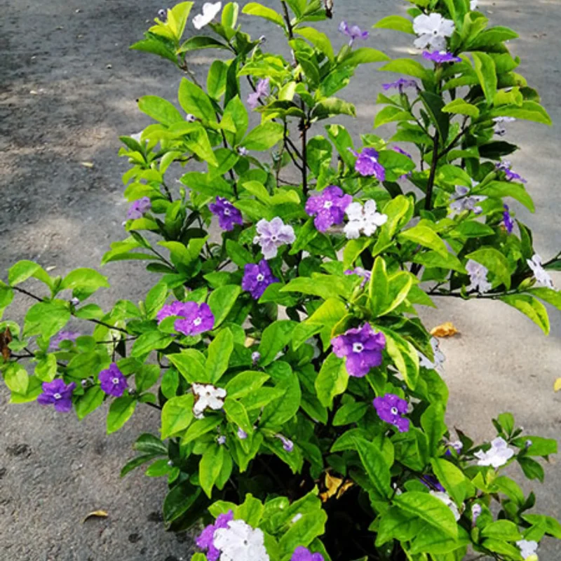 Brunfelsia Plant, Yesterday Today Tomorrow Plant, Yesterday Today Tomorrow Bush Tree, 5-10 Inc Tall Well Rooted, Blue to Purple White Flower Blooms