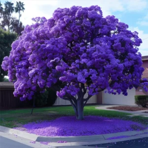 Live Jacaranda Tree Potted, Jacaranda Mimosifolia Outdoor Planting Tree in 4 Inc Pot, Lavender Blue Jacaranda Flowers, 8-10 Inc Tall from Bottom Pot
