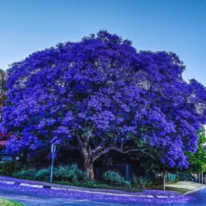 Live Jacaranda Tree Potted, Jacaranda Mimosifolia Outdoor Planting Tree in 4 Inc Pot, Lavender Blue Jacaranda Flowers, 8-10 Inc Tall from Bottom Pot