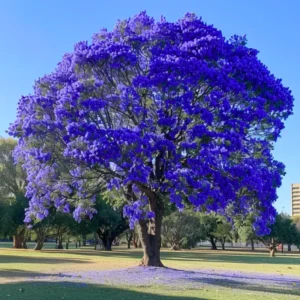 Live Jacaranda Tree Potted, Jacaranda Mimosifolia Outdoor Planting Tree in 4 Inc Pot, Lavender Blue Jacaranda Flowers, 8-10 Inc Tall from Bottom Pot