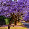 Live Jacaranda Tree Potted, Jacaranda Mimosifolia Outdoor Planting Tree in 4 Inc Pot, Lavender Blue Jacaranda Flowers, 8-10 Inc Tall from Bottom Pot