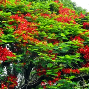 Red Flamboyant Tree Live Plant, Royal Poinciana Tree in 4 Inc Pot Red Flower Blooms, Tropical Tree Live Flamboyant, Jacaranda Like, 8-10 Inc Tall from Bottom Pot