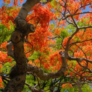 Red Flamboyant Tree Live Plant, Royal Poinciana Tree in 4 Inc Pot Red Flower Blooms, Tropical Tree Live Flamboyant, Jacaranda Like, 8-10 Inc Tall from Bottom Pot