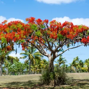 Red Flamboyant Tree Live Plant, Royal Poinciana Tree in 4 Inc Pot Red Flower Blooms, Tropical Tree Live Flamboyant, Jacaranda Like, 8-10 Inc Tall from Bottom Pot