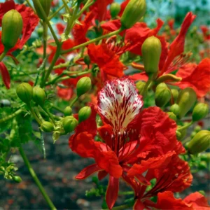 Red Flamboyant Tree Live Plant, Royal Poinciana Tree in 4 Inc Pot Red Flower Blooms, Tropical Tree Live Flamboyant, Jacaranda Like, 8-10 Inc Tall from Bottom Pot