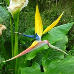 Bird of Paradise Plants Live, Strelitzia Reginae, Rare and Stunning Tropical Flowering Perennial, Exotic Indoor Outdoor Houseplant, Starter Plant, 6-12 Inc Tall