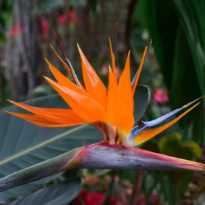 Bird of Paradise Plants Live, Strelitzia Reginae, Rare and Stunning Tropical Flowering Perennial, Exotic Indoor Outdoor Houseplant, Starter Plant, 6-12 Inc Tall