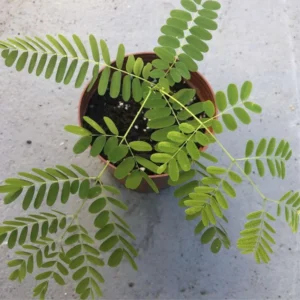 Red Flamboyant Tree Live Plant, Royal Poinciana Tree in 4 Inc Pot Red Flower Blooms, Tropical Tree Live Flamboyant, Jacaranda Like, 8-10 Inc Tall from Bottom Pot