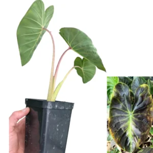 2 Elephant Ear Plants Collection, Live Colocasia Plants for Indoor Outdoor Planting, Esculenta Colocasia Plants, No Pot, Multi Colors