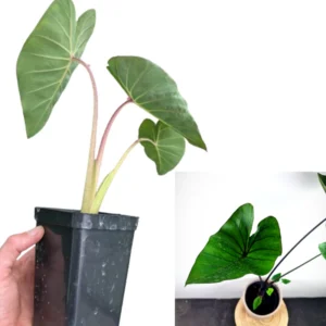 2 Elephant Ear Plants Collection, Live Colocasia Plants for Indoor Outdoor Planting, Esculenta Colocasia Plants, No Pot, Multi Colors