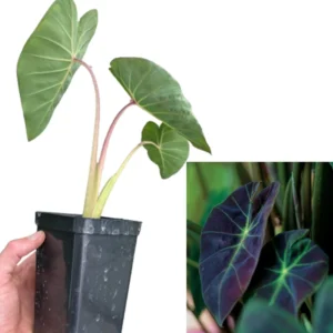 2 Elephant Ear Plants Collection, Live Colocasia Plants for Indoor Outdoor Planting, Esculenta Colocasia Plants, No Pot, Multi Colors