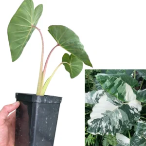 2 Elephant Ear Plants Collection, Live Colocasia Plants for Indoor Outdoor Planting, Esculenta Colocasia Plants, No Pot, Multi Colors