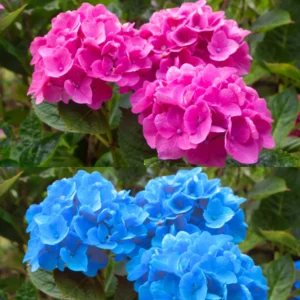 Hydrangea Plants Live for Indoor Outdoor Planting, Hydrangea Outdoor Shrub, Perennial and Reblooming, 1 Year Old Well Rooted and Cut Back