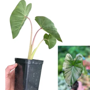 2 Elephant Ear Plants Collection, Live Colocasia Plants for Indoor Outdoor Planting, Esculenta Colocasia Plants, No Pot, Multi Colors