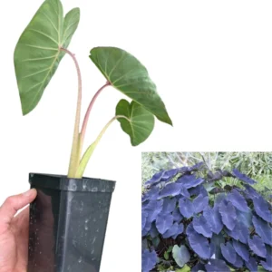 2 Elephant Ear Plants Collection, Live Colocasia Plants for Indoor Outdoor Planting, Esculenta Colocasia Plants, No Pot, Multi Colors