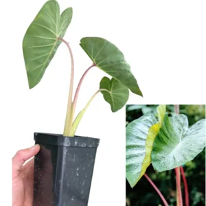 2 Elephant Ear Plants Collection, Live Colocasia Plants for Indoor Outdoor Planting, Esculenta Colocasia Plants, No Pot, Multi Colors