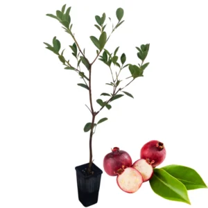 Tropical Guava Tree Plant Live, Guava Fruit Tree Seedling for Indoor Outdoor Planting, Well Rooted, 6-9 Inc Tall