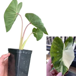 2 Elephant Ear Plants Collection, Live Colocasia Plants for Indoor Outdoor Planting, Esculenta Colocasia Plants, No Pot, Multi Colors