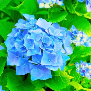 Hydrangea Plants Live for Indoor Outdoor Planting, Hydrangea Outdoor Shrub, Perennial and Reblooming, 1 Year Old Well Rooted and Cut Back