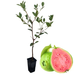 Tropical Guava Tree Plant Live, Guava Fruit Tree Seedling for Indoor Outdoor Planting, Well Rooted, 6-9 Inc Tall