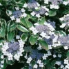 Hydrangea Plants Live for Indoor Outdoor Planting, Hydrangea Outdoor Shrub, Perennial and Reblooming, 1 Year Old Well Rooted and Cut Back