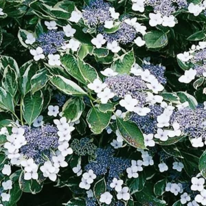 Hydrangea Plants Live for Indoor Outdoor Planting, Hydrangea Outdoor Shrub, Perennial and Reblooming, 1 Year Old Well Rooted and Cut Back