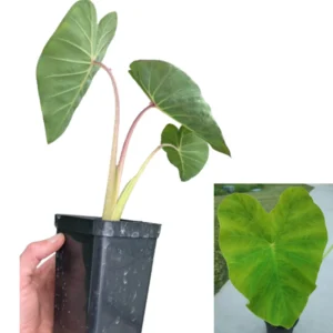 2 Elephant Ear Plants Collection, Live Colocasia Plants for Indoor Outdoor Planting, Esculenta Colocasia Plants, No Pot, Multi Colors