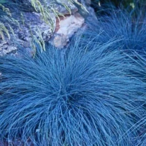 Ornamental Grass Live Plants Set 2, Landscaping Grass Plants Live for Decorative, Very Hardy, Low Maintenance, Color Grass