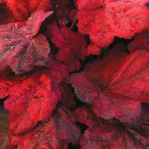 Set 2 Heuchera Live Plants, Heuchera Change Color Seasonal Foliage, Perennial Coral Bells, Shade Plants