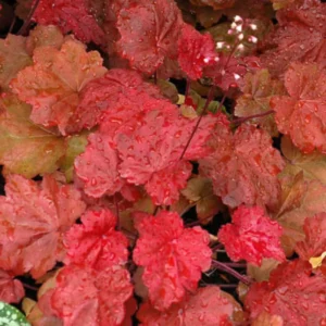 Set 2 Heuchera Live Plants, Heuchera Change Color Seasonal Foliage, Perennial Coral Bells, Shade Plants