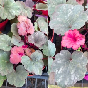 Set 2 Heuchera Live Plants, Heuchera Change Color Seasonal Foliage, Perennial Coral Bells, Shade Plants