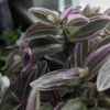 Tradescantia Plant Live - Nanouk Tradescantia Plant, Wandering Jew Plant 4 Inches Potted House Plant Live Indoor