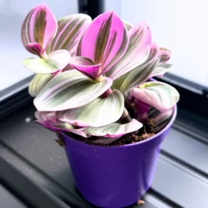 Tradescantia Plant Live - Nanouk Tradescantia Plant, Wandering Jew Plant 4 Inches Potted House Plant Live Indoor