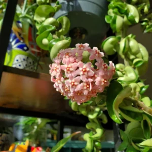 Hoya Hindu Rope Plant Live In 4 Inches Pot, Hoya Plant Live Houseplants, Hindu Hoya Rope Plant Live Plant