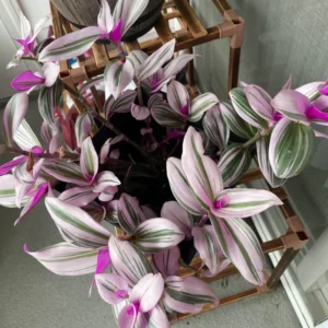 Tradescantia Plant Live - Nanouk Tradescantia Plant, Wandering Jew Plant 4 Inches Potted House Plant Live Indoor