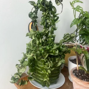 Hoya Hindu Rope Plant Live In 4 Inches Pot, Hoya Plant Live Houseplants, Hindu Hoya Rope Plant Live Plant