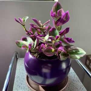 Tradescantia Plant Live - Nanouk Tradescantia Plant, Wandering Jew Plant 4 Inches Potted House Plant Live Indoor