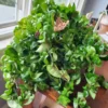 Hoya Hindu Rope Plant Live In 4 Inches Pot, Hoya Plant Live Houseplants, Hindu Hoya Rope Plant Live Plant