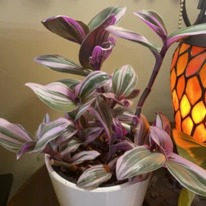 Pink Wandering Jew Plant, Tradescantia Nanouk Plant, Rare Houseplant In 4 Inches Pot, Live Houseplant Indoor Planting