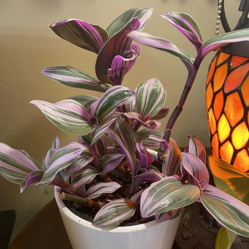 Pink Wandering Jew Plant, Tradescantia Nanouk Plant, Rare Houseplant In 4 Inches Pot, Live Houseplant Indoor Planting