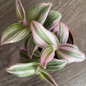 Pink Wandering Jew Plant, Tradescantia Nanouk Plant, Rare Houseplant In 4 Inches Pot, Live Houseplant Indoor Planting